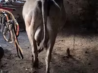Vaca, Ganado vacuno — foto 2