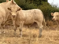 Бик, Charolais cattle — снимка 2