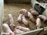 Babi (lot, jantina tidak dinyatakan), Pigs — foto 6
