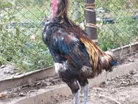ردکپ دربی‌شر — عکس 6