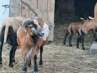 قوچ, Cameroon sheep — عکس 4