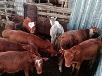 گاو ماده, Simmental cattle — عکس 2