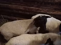 Κριός, Katum sheep — φωτογραφία 7