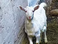 عنزة, Saanen goat — الصورة 2