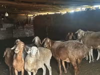 Pecora, Pecore — foto 2