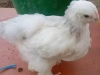 Brahma — foto 4