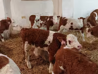 Lembu jantan, Simmental cattle — foto 3
