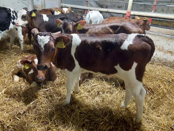 Dibi, Simmental cattle
