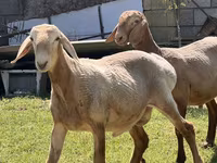Baran, Edilbay sheep — zdjęcie 3