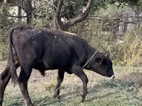 گاو نر, گاو — عکس 3