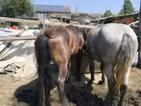 குதிரை, Hungarian horse breed — புகைப்படம் 4