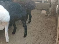 Kambing betina, Sheep — foto 1