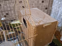 Nimfa (cockatiel) cütü və qəfəs dəsti - Növ: Nimfa (cockatiel) – sarı — عکس 2