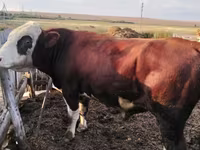 ወንድ በሬ, Simmental cattle — ፎቶ 4