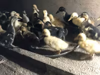 Ducks — foto 5