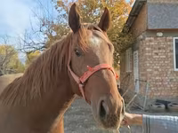 اسب نر, Thoroughbred horse — عکس 1