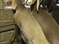 Owca, Arashan sheep — zdjęcie 5