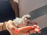 Silkie — foto 5