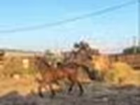 Hingst, Hästar — foto 3