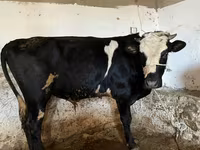 Krava, Russian Black pied cattle — foto 3