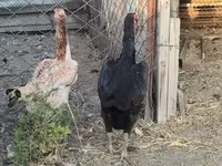 Chickens — foto 5