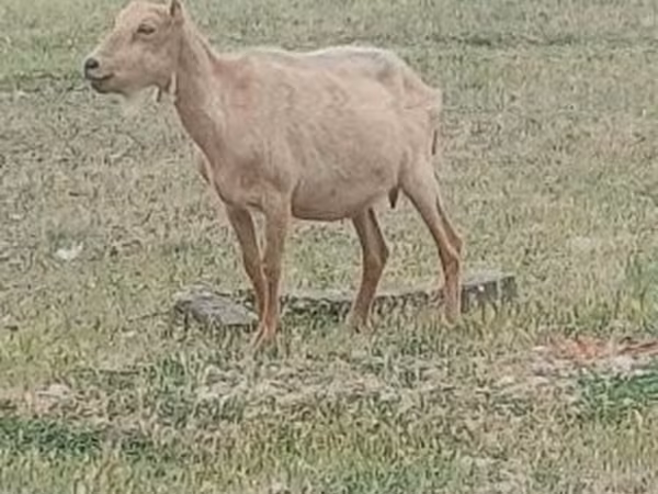 Ziegenbock, Alpine goat
