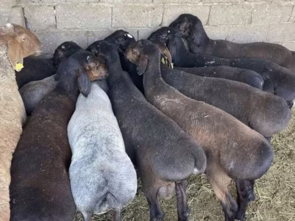 Kambing jantan, Sheep