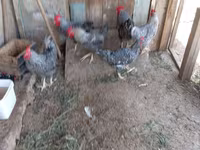 Chickens — عکس 8