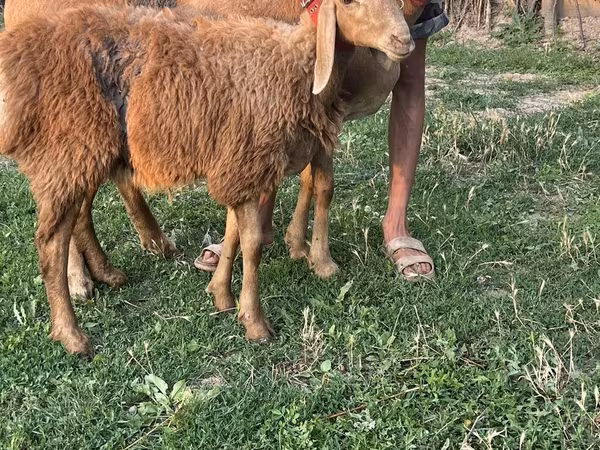 Ovejas