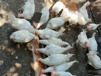 Chickens — zdjęcie 3