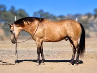 Kuda jantan, Quarter Horse — foto 1