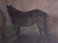 اسب نر, اسب — عکس 1