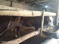 گاو نر, گاو — عکس 8