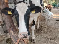 Lembu betina, Holstein breed — foto 2