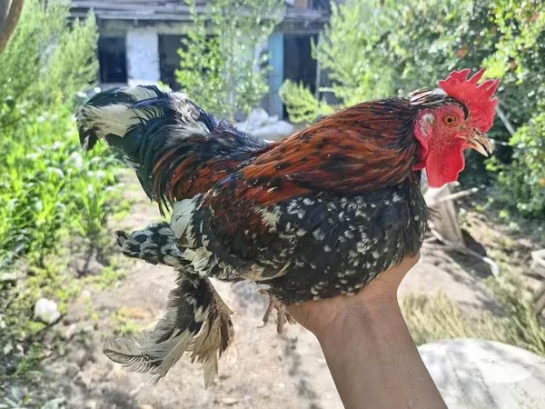 Chickens