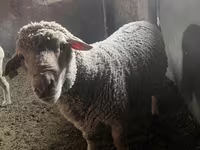 Montone, Pecore — foto 1