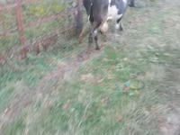 Krava, Swiss cattle — foto 4