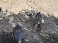 Geese — акс 2