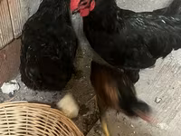 Chickens — foto 1