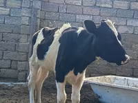 Ko, Simmental cattle — foto 1