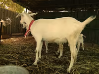 Kambing betina, Pomellata goat — foto 6