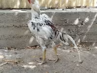 Chickens — 2-rasm