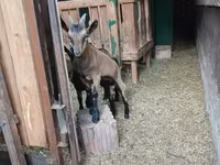 Kozel, Alpine goat — foto 6