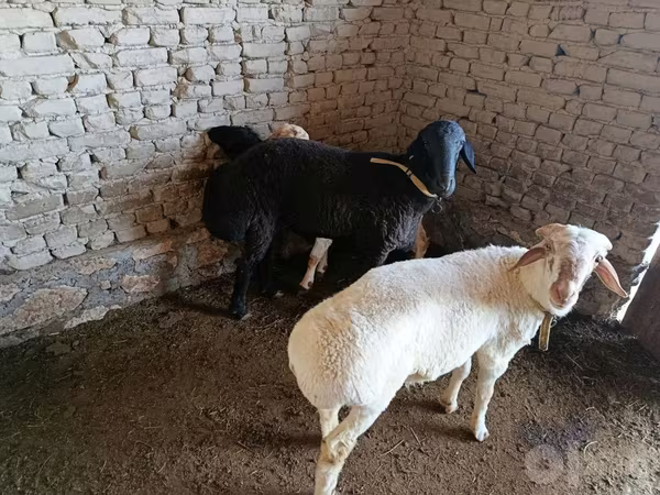 Ram, Sheep — Uzbekistan