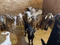 Коза, Nubian Goat — снимка 7
