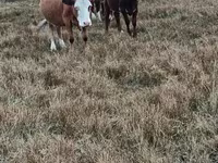 Krava, Simmental cattle — fotografija 2