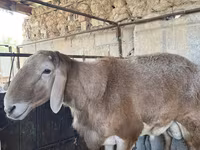 Vædder, Arashan sheep — foto 1