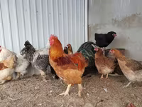 Brahma — fotografija 1