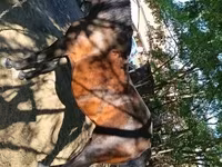 Kuda betina, Horses — foto 1