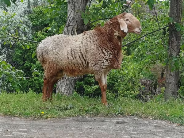Beran, Arashan sheep